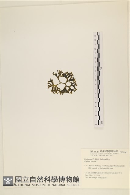 登錄號:A00005128藏品圖，第3張
