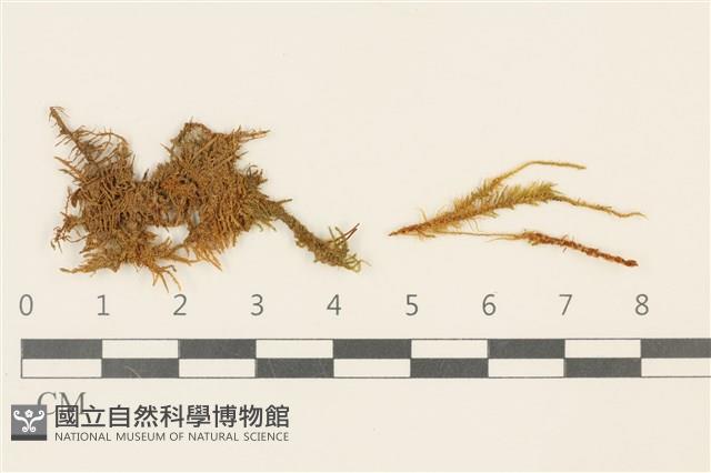 登錄號:B00009528藏品圖，第1張