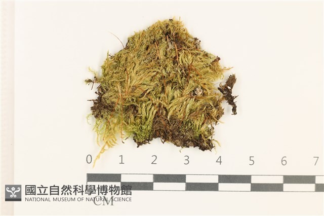 羽枝青蘚藏品圖，第1張