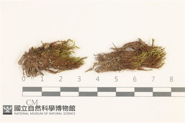 叢生真蘚藏品圖，第1張