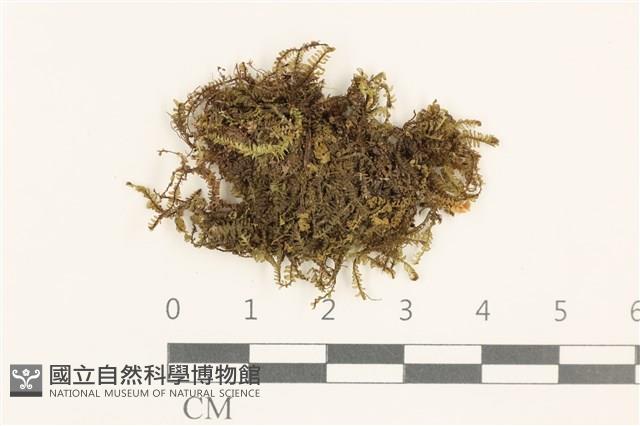 登錄號:B00015528藏品圖，第1張