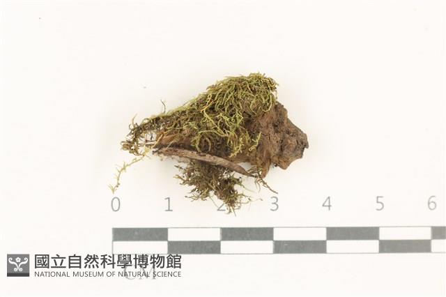 登錄號:B00001528藏品圖，第1張