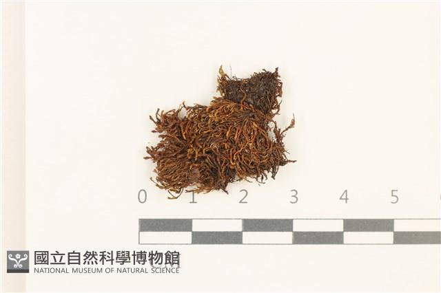 鋸齒紅葉蘚藏品圖，第1張