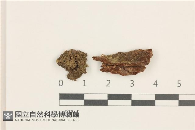 擬棉毛疣鱗苔藏品圖，第1張