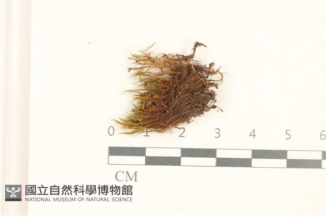 登錄號:B00021428藏品圖，第1張