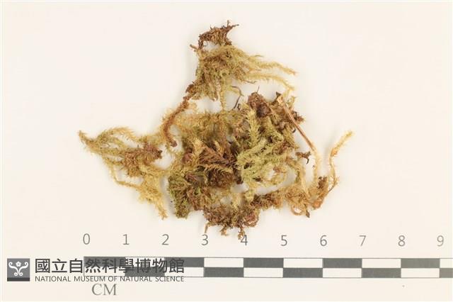 威氏青蘚藏品圖，第1張