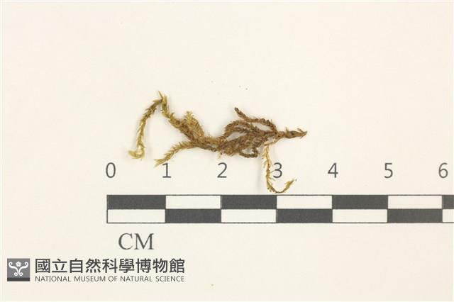 溪邊青蘚藏品圖，第1張