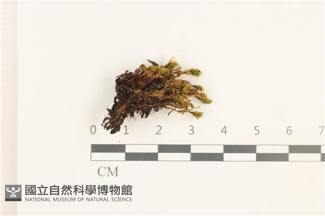 那霸短月蘚藏品圖，第1張