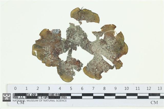 南方團扇藻藏品圖，第1張