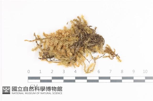 登錄號:B00011328藏品圖，第1張