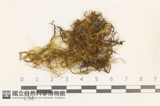 鞭枝懸蘚藏品圖，第1張