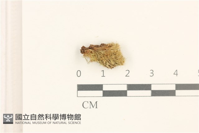 登錄號:B00013728藏品圖，第1張
