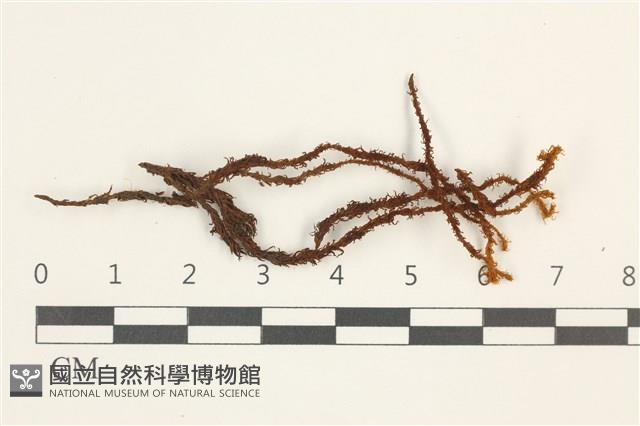 大扭口蘚藏品圖，第1張