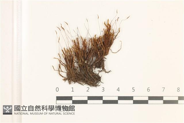 尖葉扭口蘚藏品圖，第1張