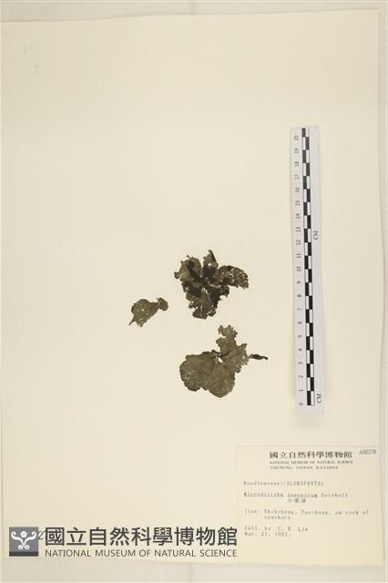 小網藻, 日本小網藻藏品圖，第1張
