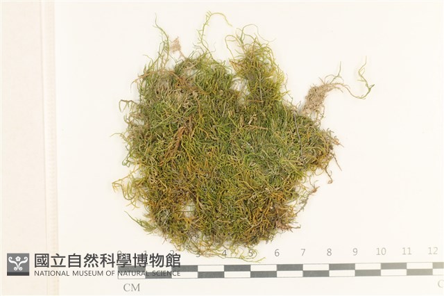 登錄號:B00013278藏品圖，第1張