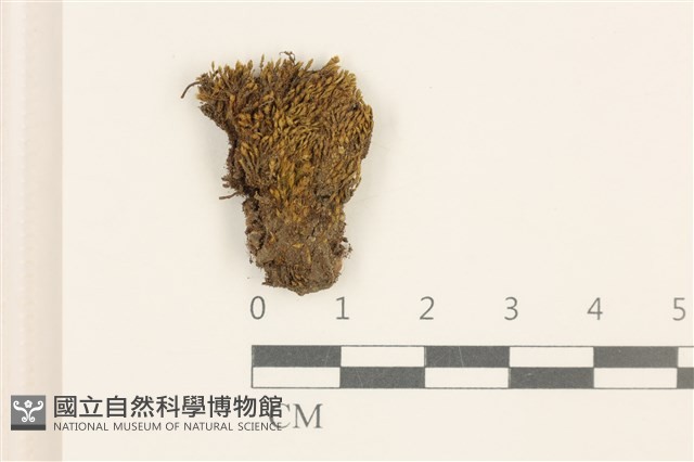 登錄號:B00014078藏品圖，第1張