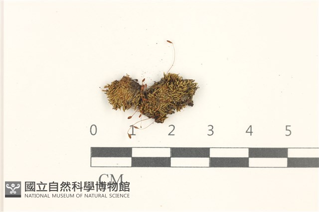 登錄號:B00005078藏品圖，第1張
