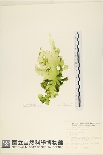 長片石蓴, 裂片石蓴藏品圖，第1張