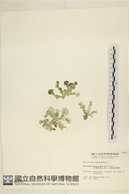 大葉海仙人掌, 大葉仙掌藻藏品圖，第1張