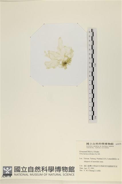 大石蓴, 石蓴藏品圖，第3張