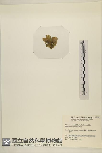 浮網藻, 肋葉藻藏品圖，第3張