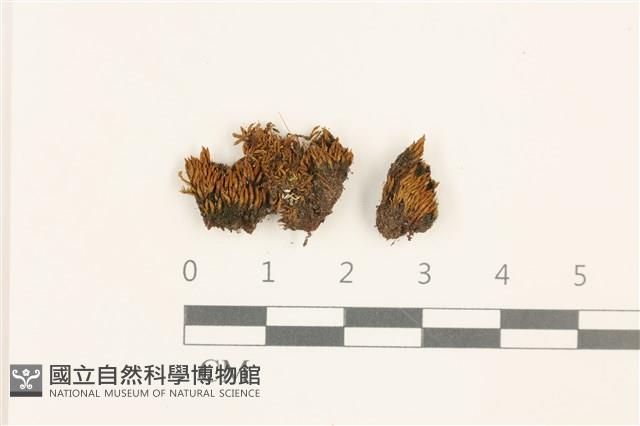 扭口蘚藏品圖，第1張