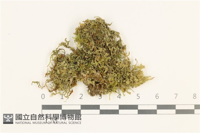 毛擬叉苔藏品圖，第1張