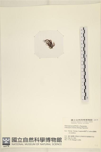小毛孢藻, 小鹿角苔藏品圖，第3張
