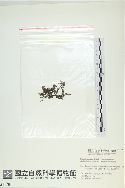 網胰藻藏品圖，第3張