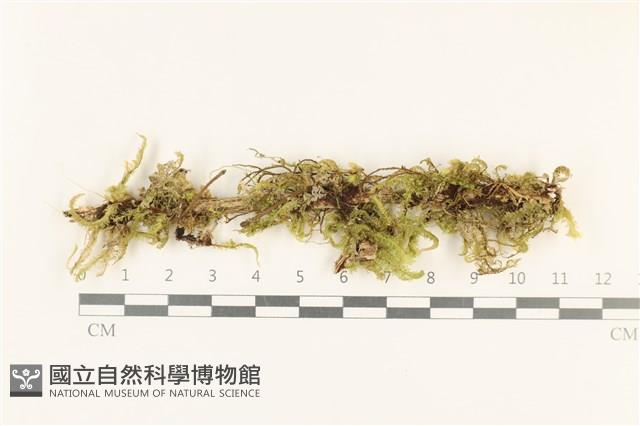 登錄號:B00010578藏品圖，第1張