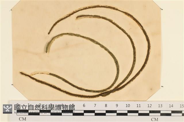 登錄號:A00003578藏品圖，第1張