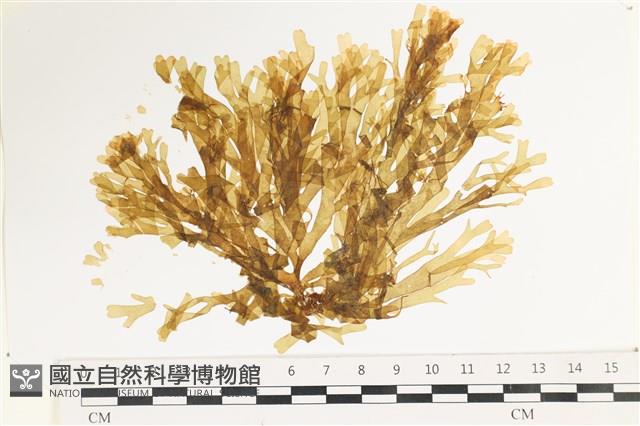 登錄號:A00002478藏品圖，第1張