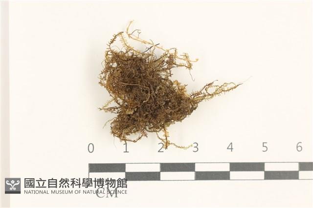 登錄號:B00019478藏品圖，第1張