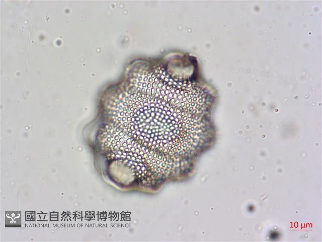 登錄號:A00004478藏品圖，第4張