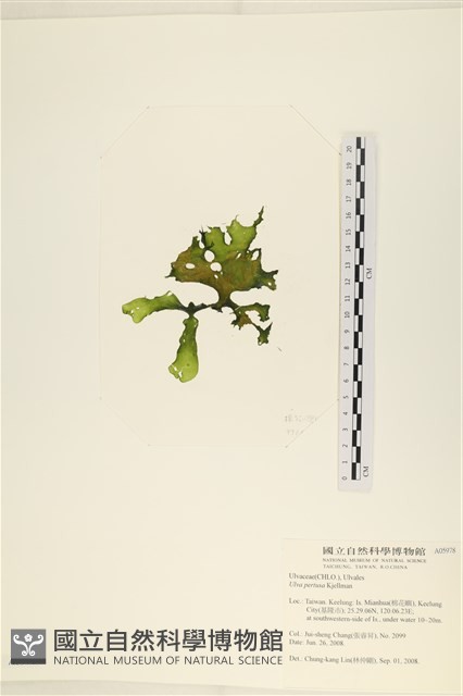 石蓴藏品圖，第3張