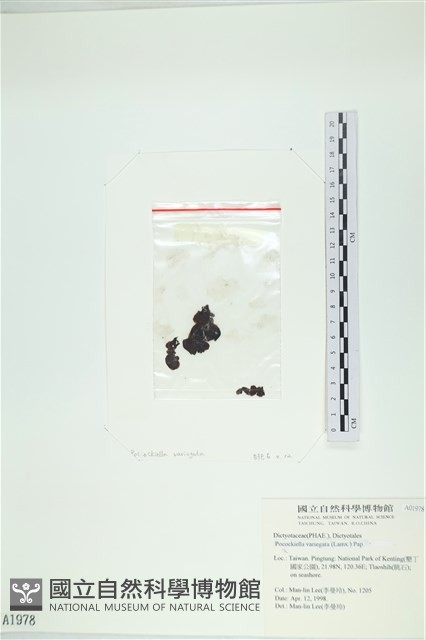 登錄號:A00001978藏品圖，第1張