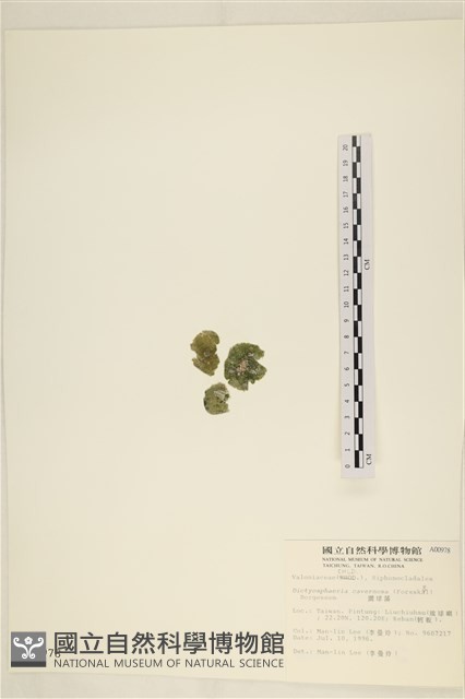 網球藻藏品圖，第3張