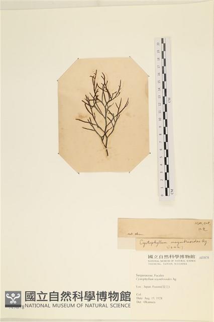登錄號:A00003878藏品圖，第3張