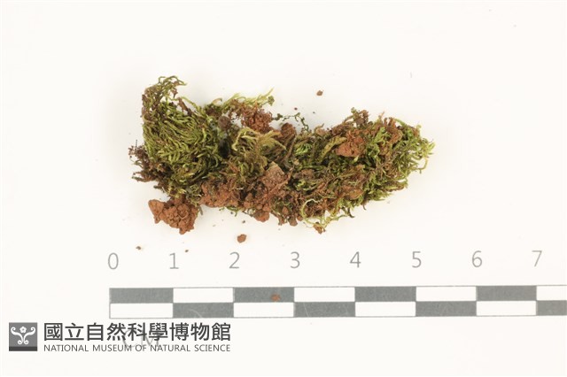 登錄號:B00012378藏品圖，第1張