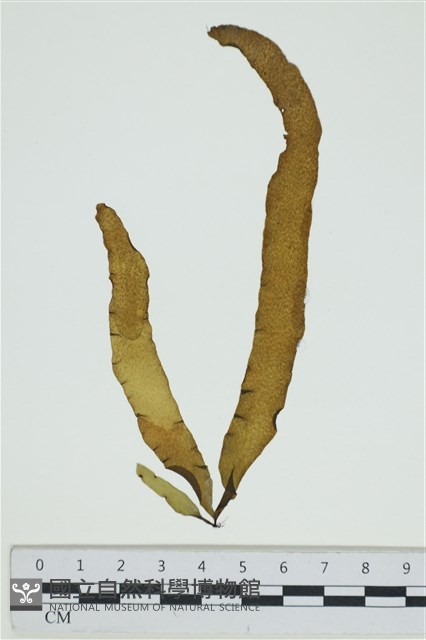 葉苔, 小海帶藏品圖，第1張