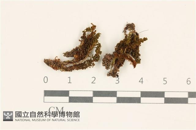 仙鶴蘚藏品圖，第1張