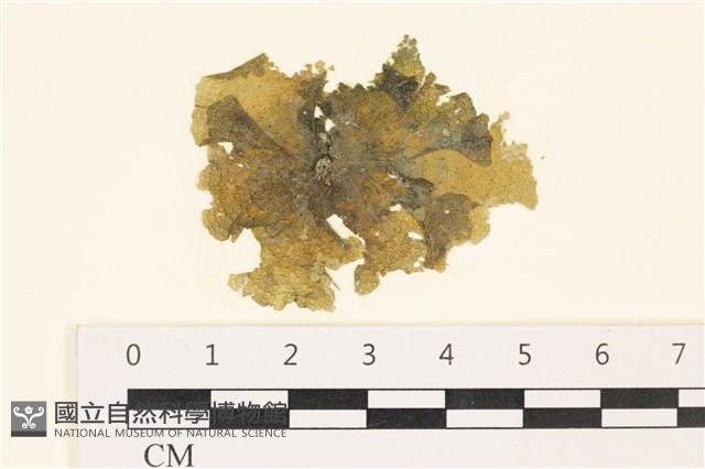 黑葉小網藻藏品圖，第1張