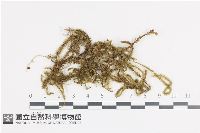 登錄號:B00011378藏品圖，第1張