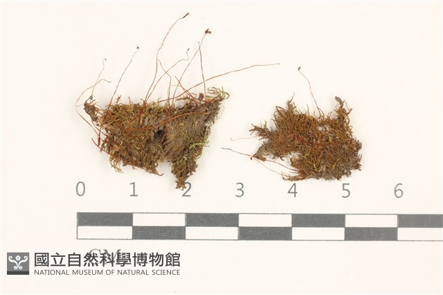 登錄號:B00000378藏品圖，第1張