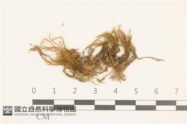 登錄號:B00008778藏品圖，第1張