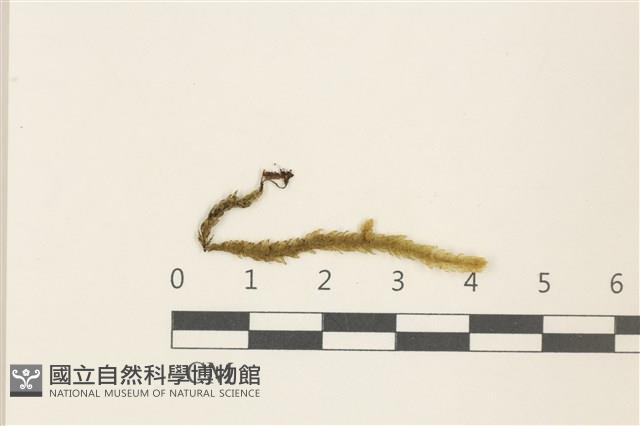 登錄號:B00004778藏品圖，第1張