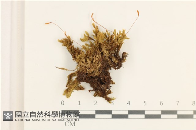 登錄號:B00001778藏品圖，第1張