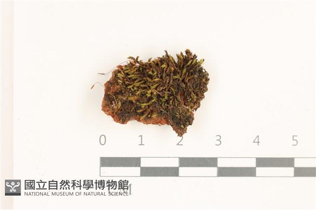 登錄號:B00012618藏品圖，第1張