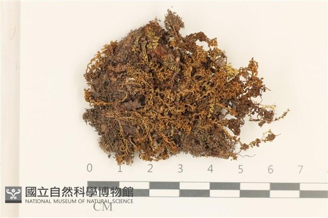 仙鶴蘚藏品圖，第1張